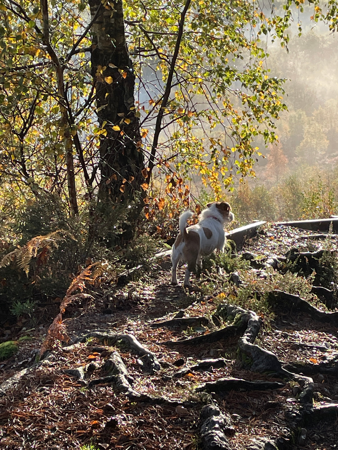 5 reasons why immersing ourselves in nature is good for us 🌿
