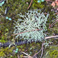 Silver Oakmoss Pendant