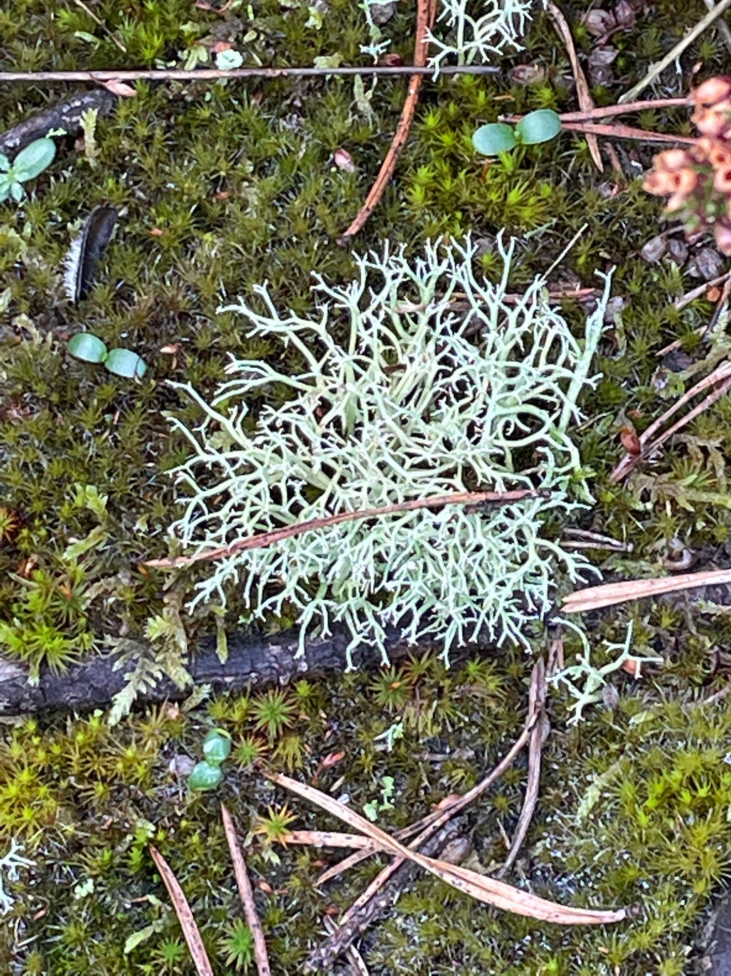 Silver Oakmoss Pendant