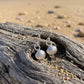 A pair of silver cockle or scallop shell drop earrings resting on a piece of weathered driftwood on a sandy beach with the ocean waves blurred in the background.