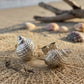 Sandbanks Whelk Shell stud earrings