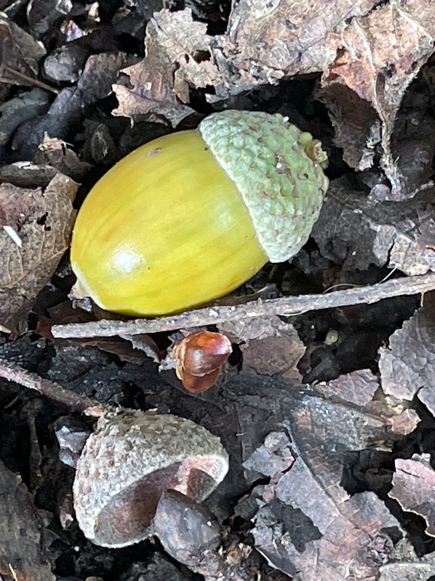 Turning Leaf with Acorn necklace