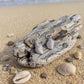 A pair of whelk shell silver dangle earrings shaped like small seashells, displayed on a piece of driftwood on a sandy beach with shells and the ocean in the background.