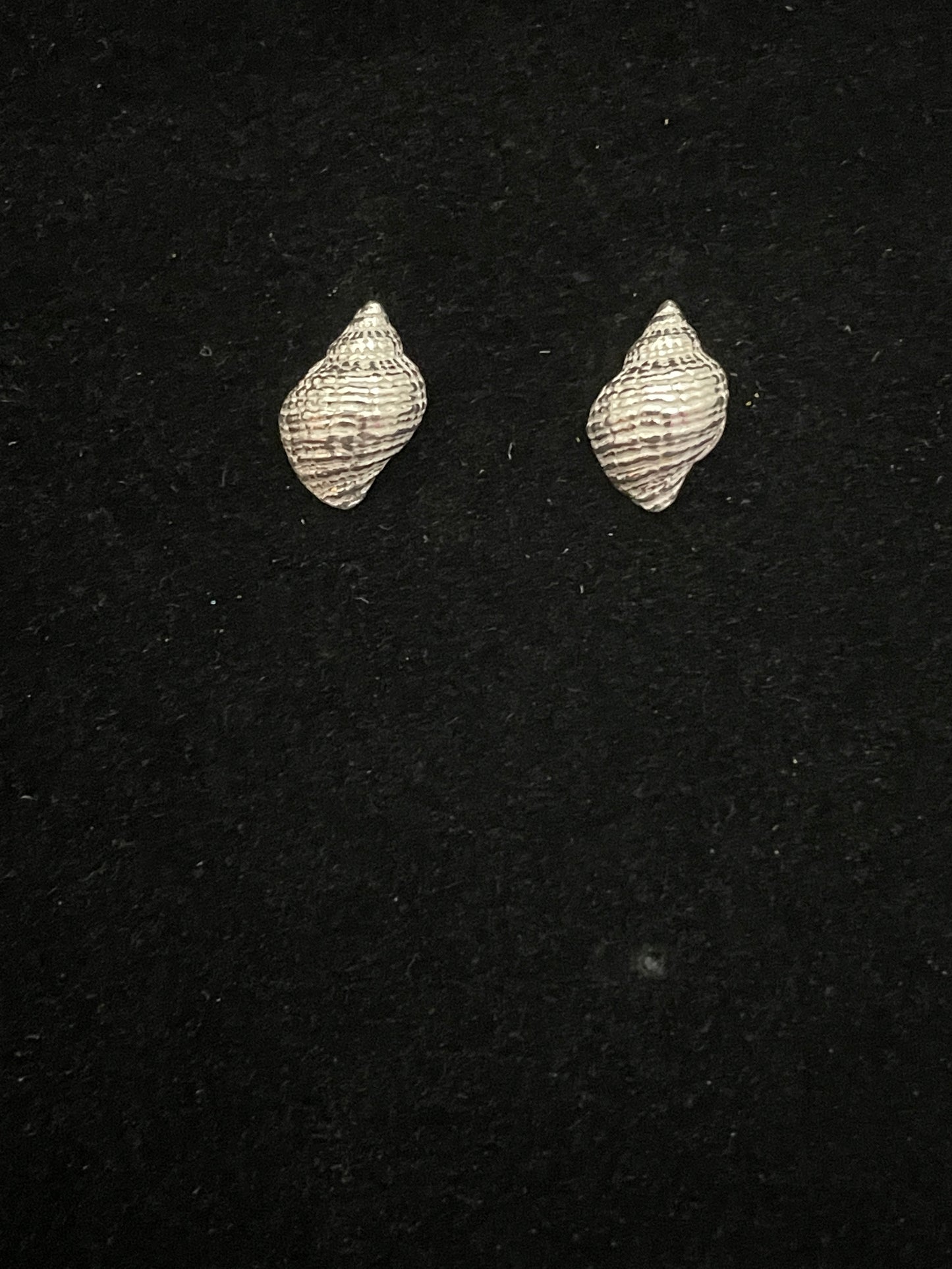 Sandbanks Whelk Shell stud earrings