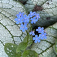 Forget-me-nots, the inspiration for the double forget-me-not pendant.