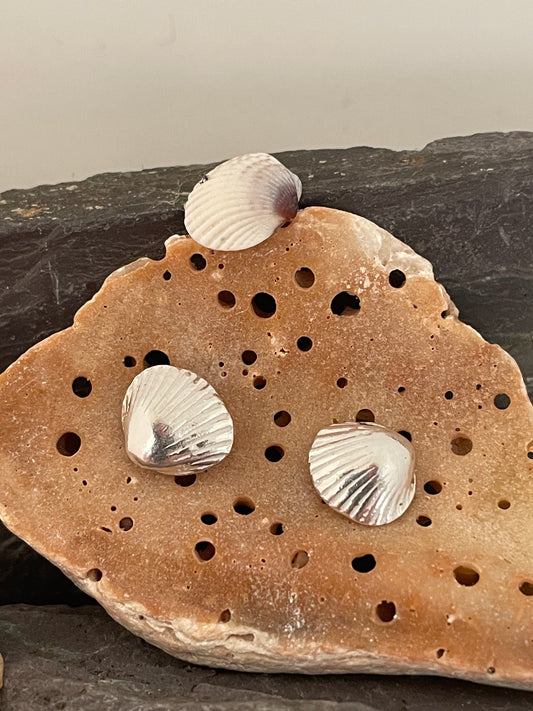 Dorset Cockle Shell earrings