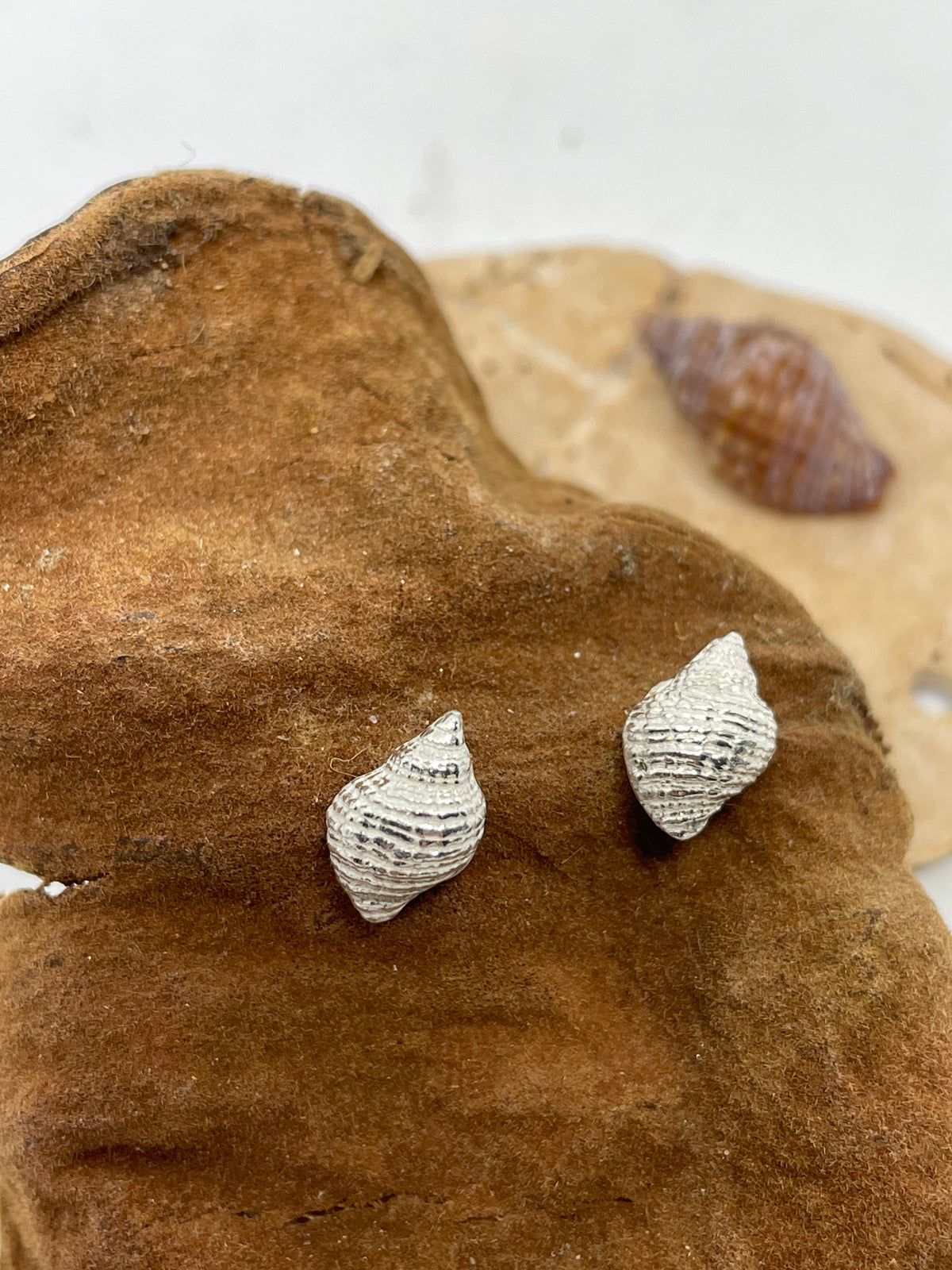 Silver whelk shell earrings on a dark sand colour with a real whelk shell in the background