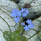 Small cluster of forget me not blooms set against a background of green and silvery leaves .