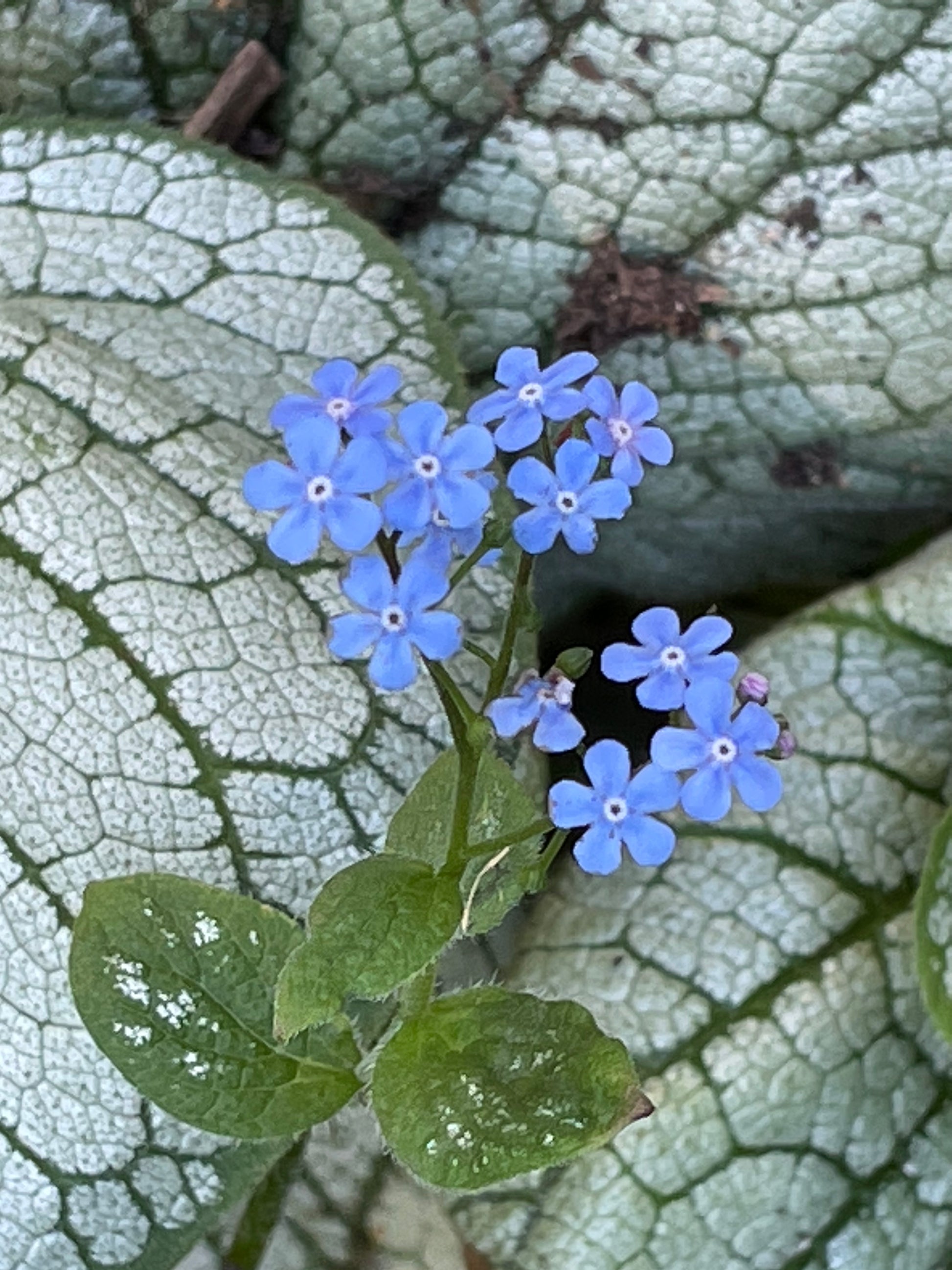 Small cluster of forget me not blooms set against a background of green and silvery leaves .